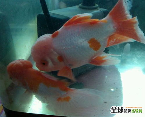 魚爛尾的成因分析與水質(zhì)改良劑研發(fā)新進(jìn)展